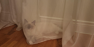 I can’t find him